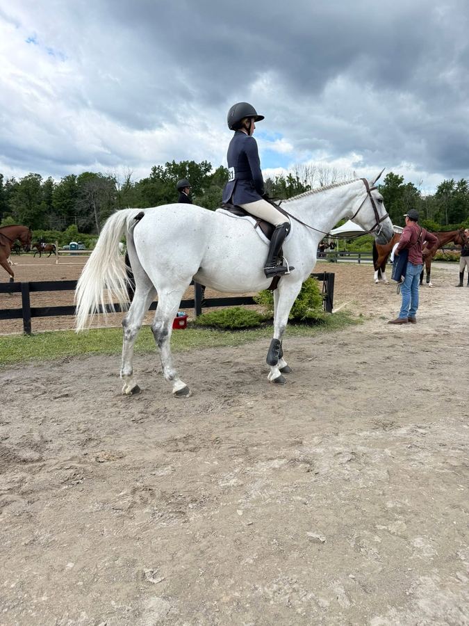Rider on a grey horse in the show ring, Forman Show Stables